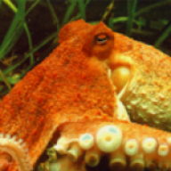 Everybody loves Octopus