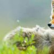 SilverFox204