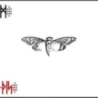cicada