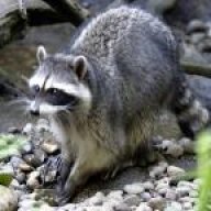 Racoon