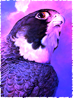 Peregrine