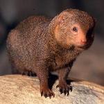 KillerMongoose