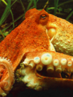 Everybody loves Octopus
