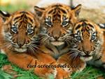 tigerloverforever