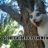 Scoutcat